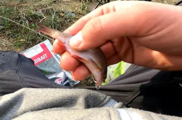 Skuteczne zbrojenie trupka na sandacza – unikaj najczęstszych błędów