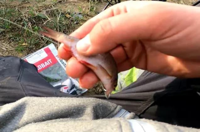 Skuteczne zbrojenie trupka na sandacza – unikaj najczęstszych błędów